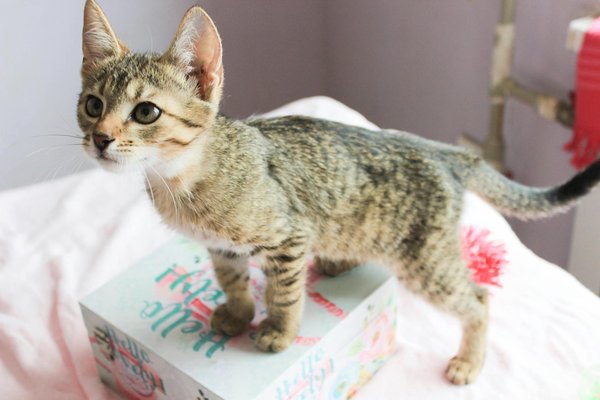 Welche Tiere haben die st√§rksten sozialen Bindungen?