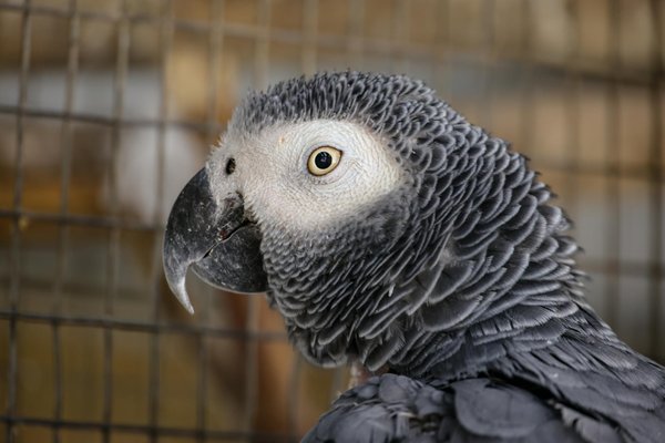 Welche Tiere haben lebenslange Partnerschaften?
